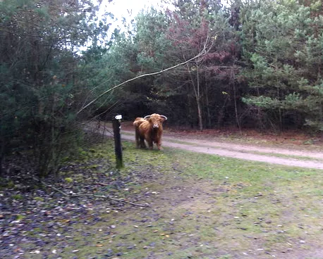 Mazoutprijs in Meeuwen-Gruitrode - Mazout bestellen