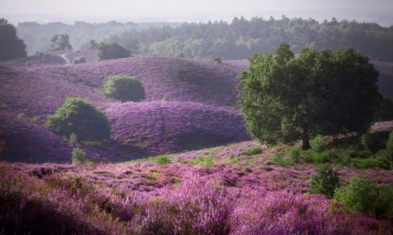 Mechelse heide