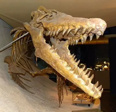 Mosasauruskop